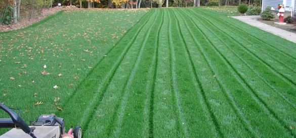 fresh cut and striped lawn grass