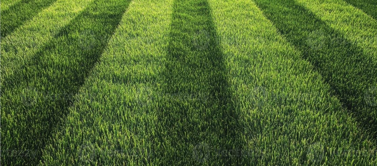 Milwaukee Lawn Sod Service